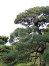 Pinus thunbergii