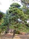 Pinus thunbergii