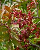 Pistacia lentiscus