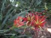 Pitcairnia flammea