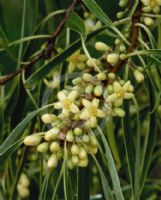 Pittosporum angustifolium