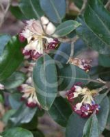 Pittosporum crassifolium