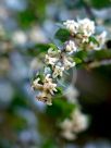 Pittosporum multiflorum