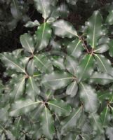 Pittosporum tenuifolium