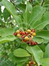 Pittosporum viridiflorum