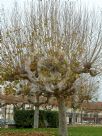 Platanus hispanica