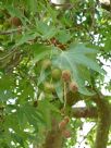 Platanus orientalis