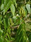 Platycarya strobilacea