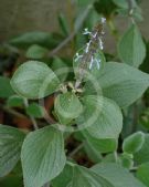 Plectranthus alloplectus