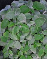 Plectranthus argentatus Silver Shield