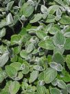 Plectranthus argentatus Silver Shield