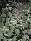 Plectranthus argentatus