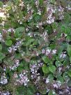 Plectranthus ciliatus