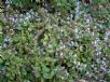 Plectranthus ciliatus