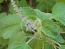 Plectranthus diversus