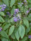 Plectranthus ecklonii Medley-Wood