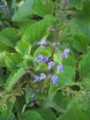 Plectranthus fruticosus