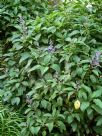 Plectranthus fruticosus