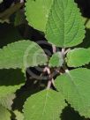 Plectranthus graveolens