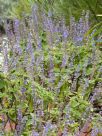 Plectranthus graveolens