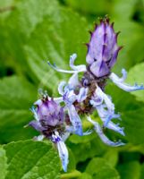 Plectranthus neochilus