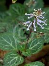 Plectranthus oertendahlii