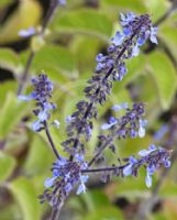 Plectranthus parviflorus