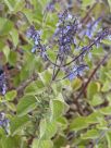 Plectranthus parviflorus