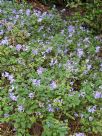 Plectranthus saccatus