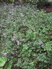 Plectranthus saccatus