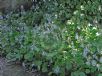 Plectranthus verticillatus