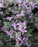 Plectranthus Mona Lavender