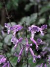 Plectranthus Mona Lavender