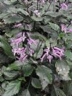 Plectranthus Mona Lavender