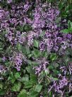 Plectranthus Mona Lavender