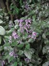 Plectranthus Mona Lavender