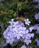 Plumbago auriculata