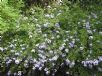 Plumbago auriculata