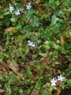 Plumbago zeylanica