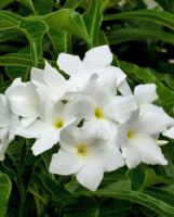 Plumeria pudica