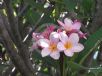 Plumeria rubra