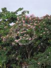 Plumeria rubra