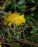 Podolepis jaceoides