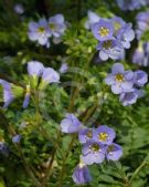 Polemonium pulcherrimum Blue Dove