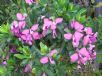 Polygala dalmaisiana Grandiflora