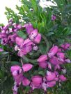 Polygala dalmaisiana Grandiflora