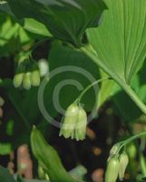 Polygonatum biflorum