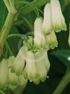 Polygonatum hybridum