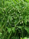 Polygonatum hybridum