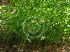 Polygonatum hybridum